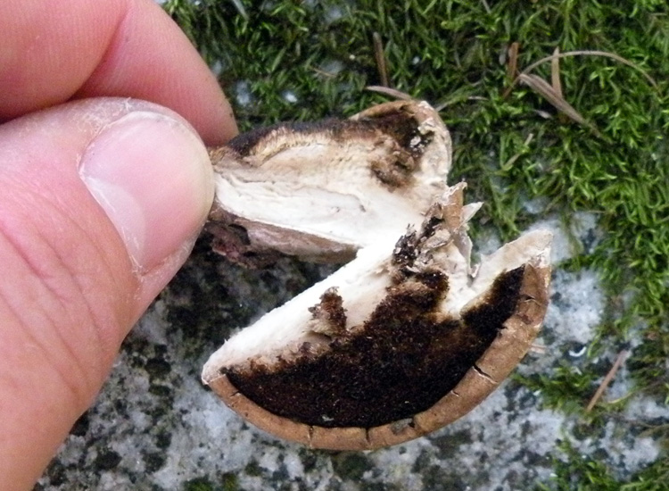 Val di Genova (TN) 06-08-09 (Piptoporus betulinus)